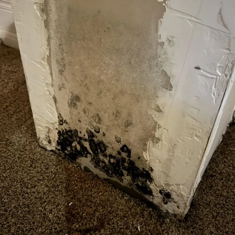 Professional Mold Removal in Macon County, TN